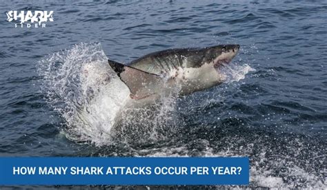 How Many Shark Attacks Per Year? The Statistics | Shark Sider