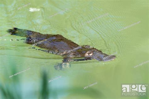 Platypus Swimming Showing Characteristic Bow Wave Queensland Australia