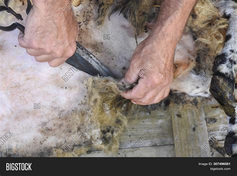 Shearing Sheep. Farmer Image & Photo (Free Trial) | Bigstock