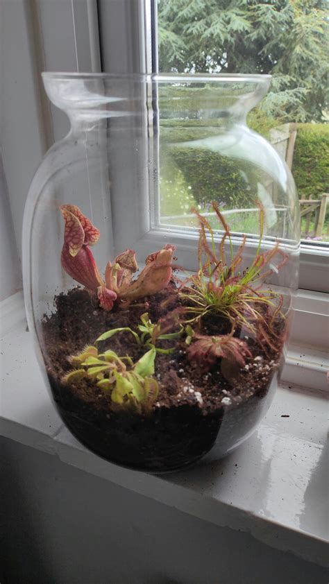 Defective Glass Terrarium Containers Sale – Tropical Glass