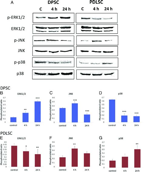 Western Blot Analysis Of Mapk Proteins In Dental Stem Cells And