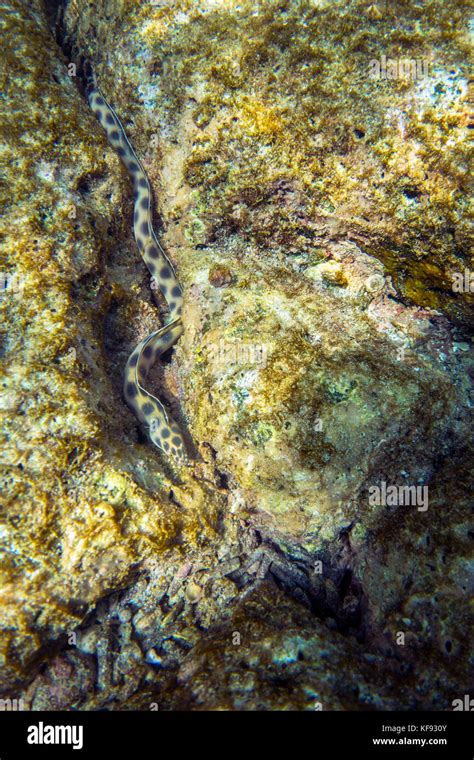 Galapagos Islands Ecuador Sea Snake One Of The Worlds Most