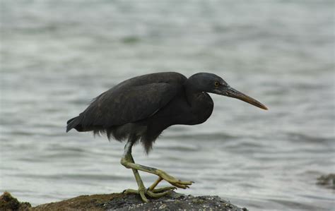 National Park of American Samoa Wildlife - National Park Photographer