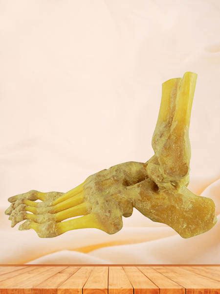 Foot joint anatomy specimen