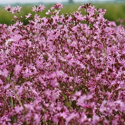 Echte Koekoeksbloem Kwekerij De Eenvoud