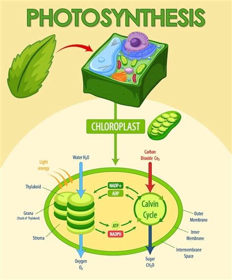 Diagramma Che Mostra Il Processo Di Fotosintesi Nella Pianta Vettore