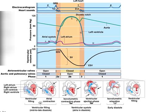 Phases Of Cardiac Cycle