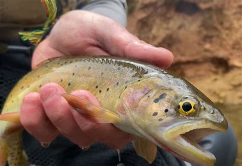 Utah Wildlife News For August 5 2023
