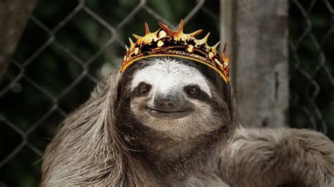 Sloths sing GAME OF THRONES theme - YouTube