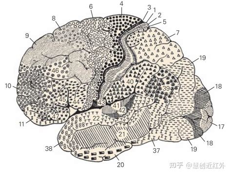 慧创科普 大脑布鲁德曼分区 知乎