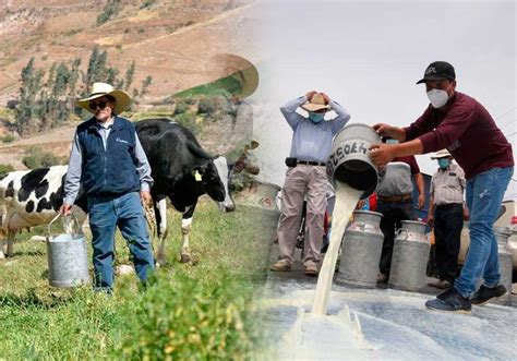 Arequipa 6 Mil Familias De Ganaderos Botan Miles De Litros De Leche