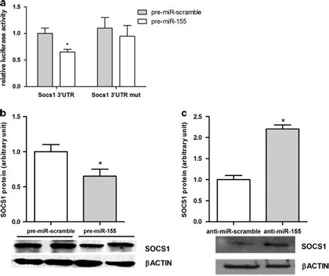 Mir 155 Directly Targets Socs1 In Imf A Luciferase Activity In Hek