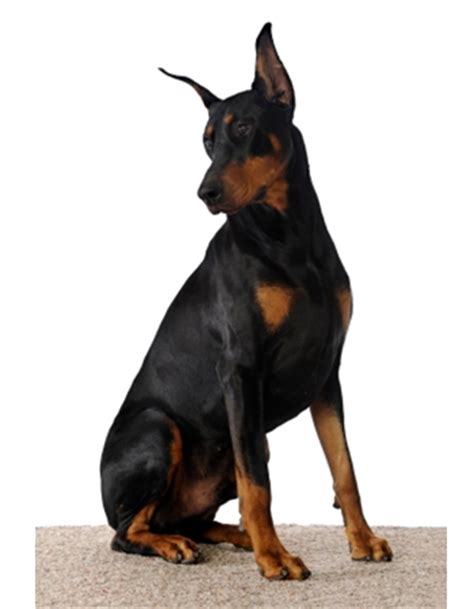 โดเบอรแมน Doberman Pinscher Dogilike