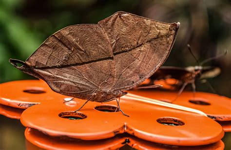 Tropical Butterflies Naturospace Honfleur Normandy Olivier Penet