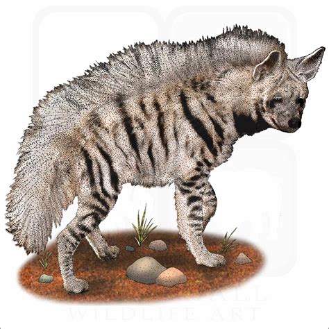 Striped Hyena As Pet