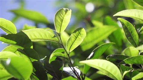 Phou San Wild Tea Leaves With Blurry Background Stock Video Video Of