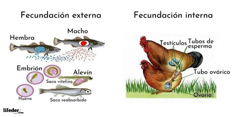 Tipos De Fecundacion Interna Y Externa Ejemplos Dinami