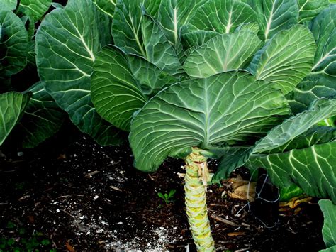 Types Of Collard Greens