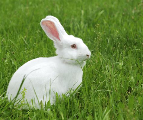 White Rabbit Spiritual Meaning and Symbolism: Explained