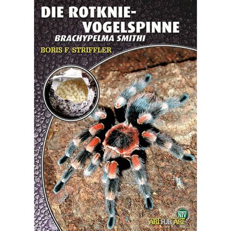 NTV Art für Art Rotknie Vogelspinne Brachypelma smithi 16 80