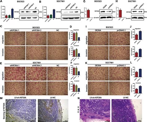 Kif A Inhibited Cell Migration And Invasion Of Gc Cell Lines A B