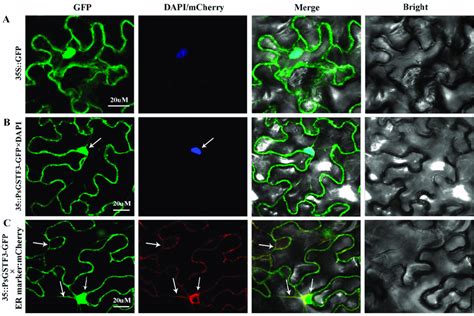 Subcellular Localization Of PsGSTF3 In Nicotiana Benthamiana A