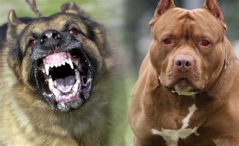 Ban 23 Breeds Of Ferocious Dogs Centre Tell States Amid Deaths Due To