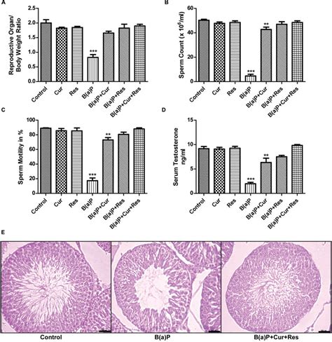 Frontiers Benzo A Pyrene Induced P53 Mediated Male Germ Cell Apoptosis Synergistic Protective