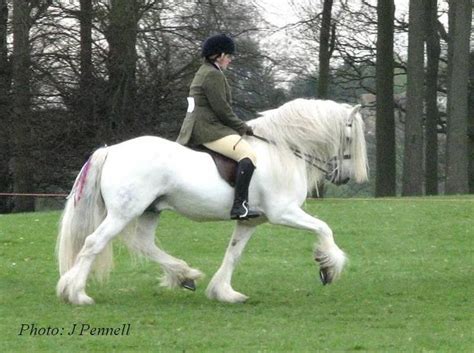 17 Best images about Dales Pony on Pinterest | Baroque, Studs and Ponies