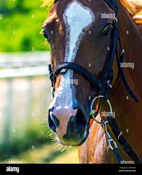 Portrait of brown arabian horse Stock Photo - Alamy