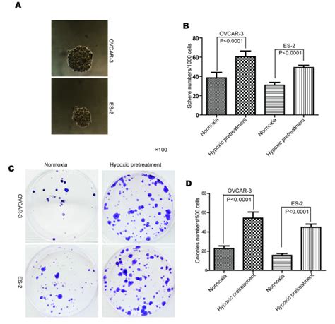 Hypoxia Pretreatment Increased The Sphere And Colony Formation Download Scientific Diagram