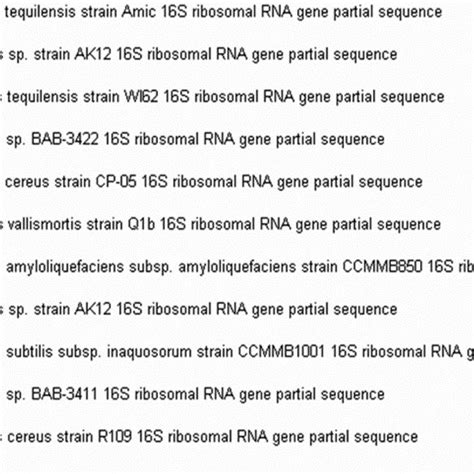 Phylogenetic Tree For Bacillus Subtilis Mf582633 Download