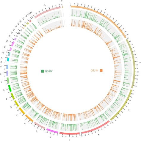 Distribution Of Identified Lncrnas On Each Chromosome The Outer Ring