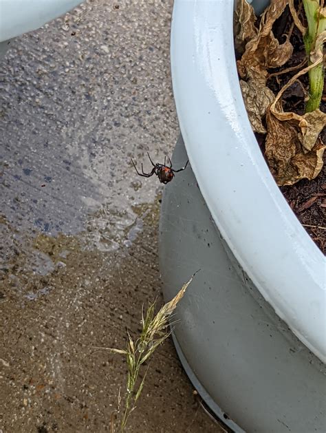 is this a black widow DFW, Texas : r/spiders