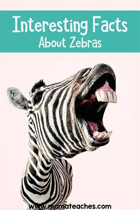 Interesting Facts About Zebras Mama Teaches