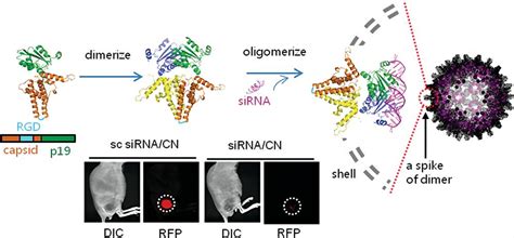 Vlp Based Nucleic Acid Delivery System Development Cd Formulation