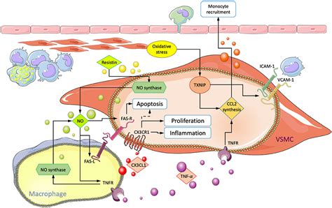 Frontiers Molecular Interactions Between Vascular Smooth Muscle Cells