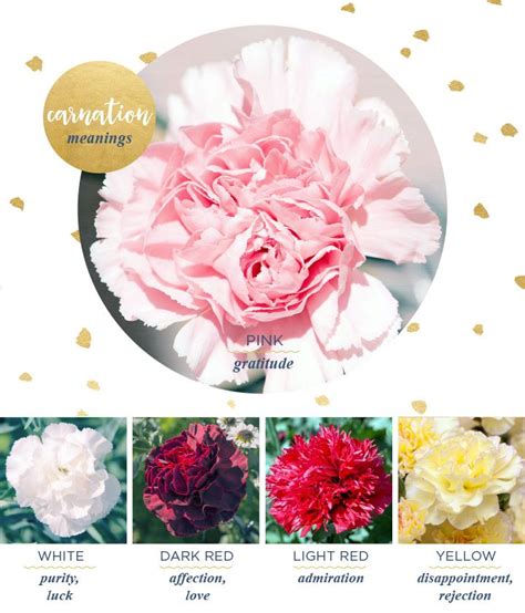 Carnation Meaning And Symbolism FTD Carnation Flower Meaning