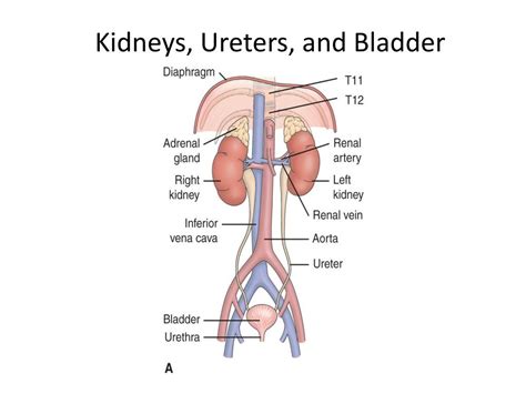 PPT Assessment Of Renal And Urinary Tract Function PowerPoint