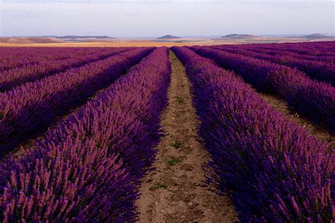 Tres Culturas Una Gran Ruta de Románico y Ornitologia De las Riberas