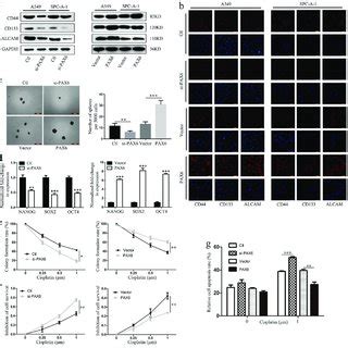 A Subcutaneous Tumor Model For Detecting Cisplatin Sensitivity In Nude