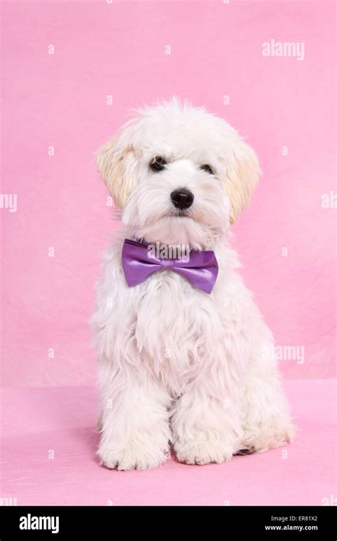 Maltipoo Adulte Banque De Photographies Et D’images à Haute Résolution Alamy