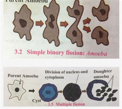 Multiple Fission In Amoeba