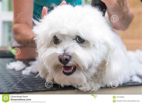 White Bolognese Dog is Enjoying Grooming Stock Image - Image of hygiene ...