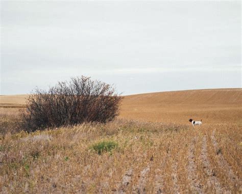 Hunting North Dakota for Pheasant, Sharptails, Huns, and Other Birds