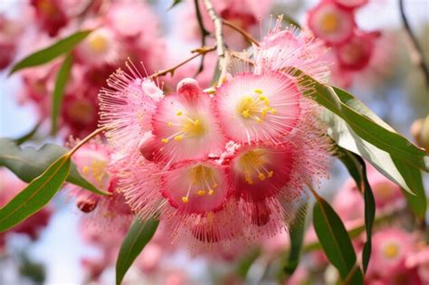 Premium AI Image | Beautiful Gum tree pink flowers and buds