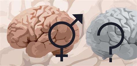 Unexpected Similarities Between Male And Female Brains