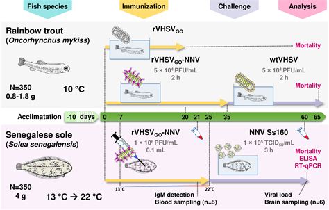 Des Vecteurs Recombinants Du Virus De La Septic