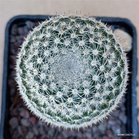 Mammillaria Elegans Mama Cactus