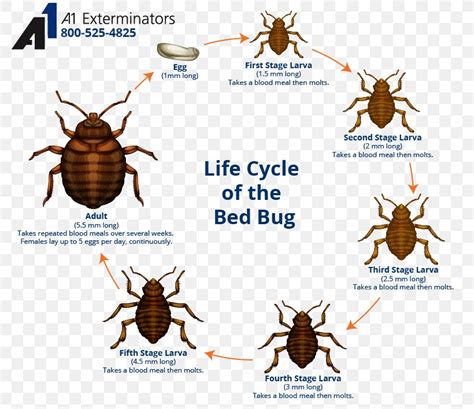 Bed Bug Control Techniques Bed Bug Bite The Bedbug Biological Life